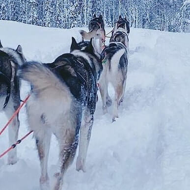 Катание на хаски в Самаре. Ultra Подарки. Катание на хаски в Самаре. Попробуйте Катание на хаски. Сервис: UltraPodarki.ru 8 800 505 95 30. Катание на хаски Самара, Катание на хаски в Самаре, хаски, животные в Самаре, 