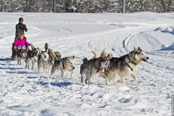 Катание на хаски в Самаре. Ultra Подарки. Катание на хаски в Самаре. Попробуйте Катание на хаски. Сервис: UltraPodarki.ru 8 800 505 95 30. Катание на хаски Самара, Катание на хаски в Самаре, хаски, животные в Самаре, 