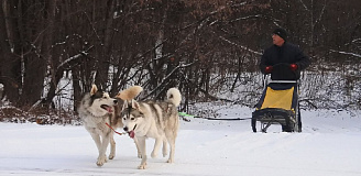 Катание на хаски