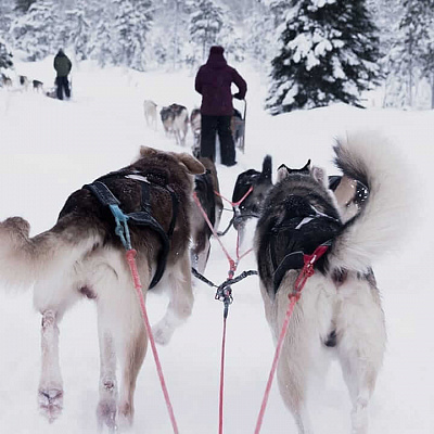 Катание на хаски в Самаре. Ultra Подарки. Катание на хаски в Самаре. Попробуйте Катание на хаски. Сервис: UltraPodarki.ru 8 800 505 95 30. Катание на хаски Самара, Катание на хаски в Самаре, хаски, животные в Самаре, 