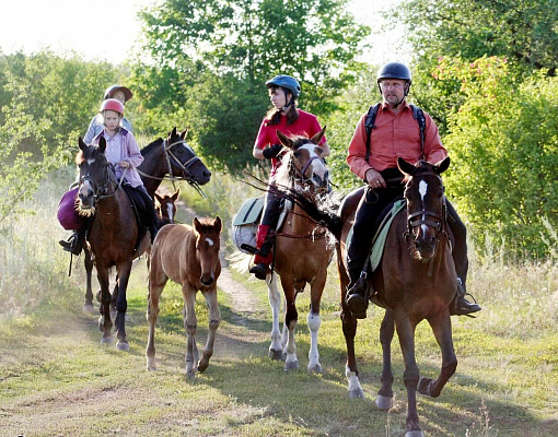 Конная прогулка  в Самаре. Подарочные сертификаты Ultra Подарки. Купить оригинальный подарок или подарочный сертификат на Конная прогулка  в Самаре. Сервис UltraPodarki.ru 8-800-505-9530. Катание на лошадях, Прогулка на лошади, Прогулка на лошадях для двоих, Конная прогулка .  Конный клуб, конная прогулка, конная прогулка в Самаре,