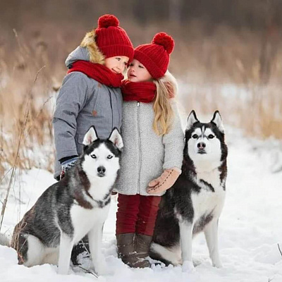 Катание на хаски в Самаре. Ultra Подарки. Катание на хаски в Самаре. Попробуйте Катание на хаски. Сервис: UltraPodarki.ru 8 800 505 95 30. Катание на хаски Самара, Катание на хаски в Самаре, хаски, животные в Самаре, 