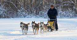 Катание на хаски