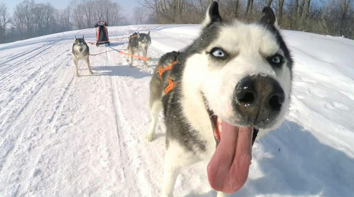 Катание на хаски в Самаре. Ultra Подарки. Катание на хаски в Самаре. Попробуйте Катание на хаски. Сервис: UltraPodarki.ru 8 800 505 95 30. Катание на хаски Самара, Катание на хаски в Самаре, хаски, животные в Самаре, 