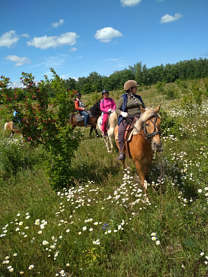 Конная прогулка  в Самаре. Подарочные сертификаты Ultra Подарки. Купить оригинальный подарок или подарочный сертификат на Конная прогулка  в Самаре. Сервис UltraPodarki.ru 8-800-505-9530. Катание на лошадях, Прогулка на лошади, Прогулка на лошадях для двоих, Конная прогулка .  Конный клуб, конная прогулка, конная прогулка в Самаре,