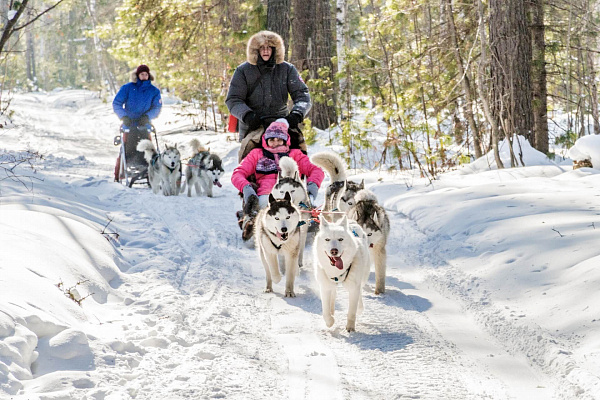 Катание на хаски в Самаре. Ultra Подарки. Катание на хаски в Самаре. Попробуйте Катание на хаски. Сервис: UltraPodarki.ru 8 800 505 95 30. Катание на хаски Самара, Катание на хаски в Самаре, хаски, животные в Самаре, 