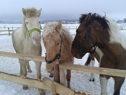 Конная прогулка  в Самаре. Подарочные сертификаты Ultra Подарки. Купить оригинальный подарок или подарочный сертификат на Конная прогулка  в Самаре. Сервис UltraPodarki.ru 8-800-505-9530. Катание на лошадях, Прогулка на лошади, Прогулка на лошадях для двоих, Конная прогулка .  Конный клуб, конная прогулка, конная прогулка в Самаре,