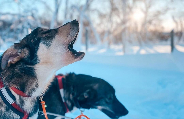 Катание на хаски в Самаре. Ultra Подарки. Катание на хаски в Самаре. Попробуйте Катание на хаски. Сервис: UltraPodarki.ru 8 800 505 95 30. Катание на хаски Самара, Катание на хаски в Самаре, хаски, животные в Самаре, 